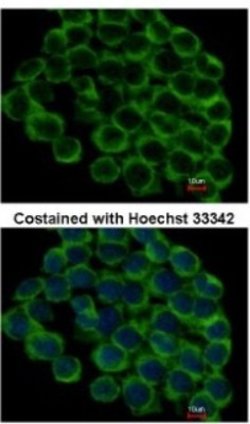 gp96/HSP90B1/GRP94 Antibody, Novus Biologicals gp96/HSP90B1/GRP94 Antibody;